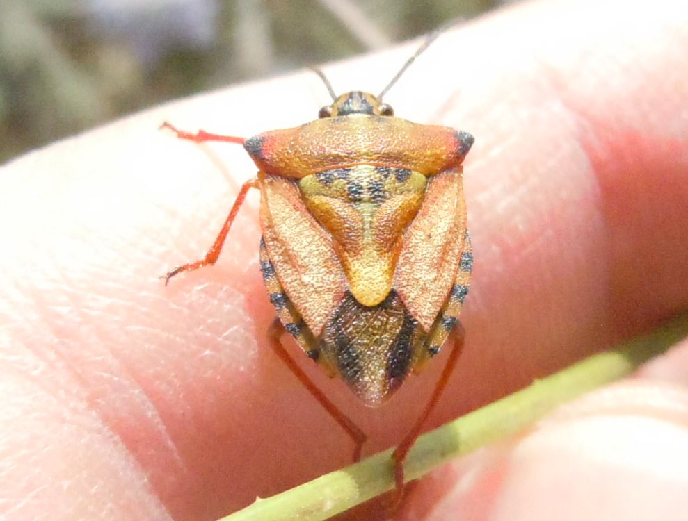 Altro Carpocoris mediterraneus? S